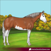 Horse Color:Silver Bay Splash 