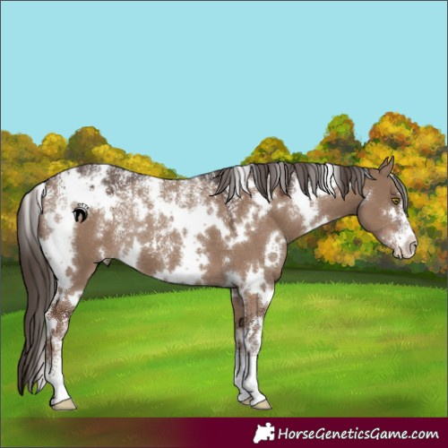Horse Color:Powder White White Spotted Liver Red Dun 