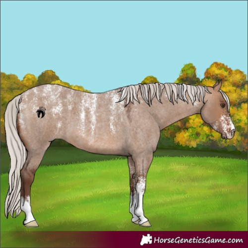 Horse Color:Powder White Silver Bay Roan Dun 