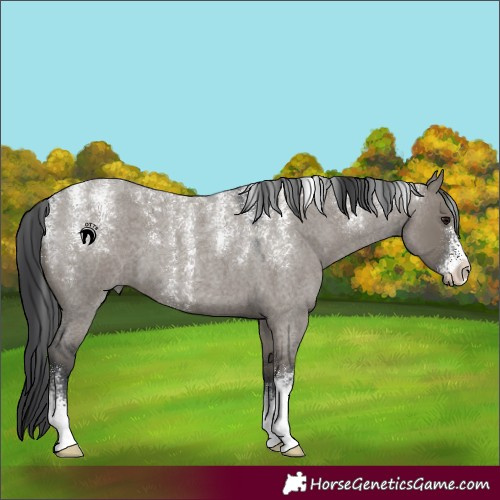 Horse Color:Powder White Grullo Roan
