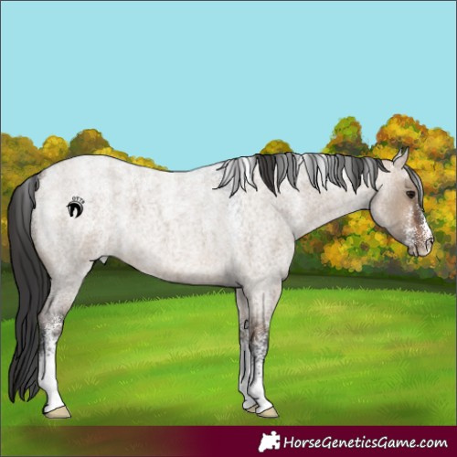 Horse Color:Powder White Brown Roan Dun 