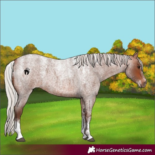 Horse Color:Powder White Silver Bay Roan 