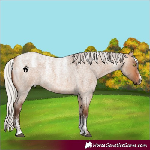 Horse Color:Powder White Silver Bay Roan Dun