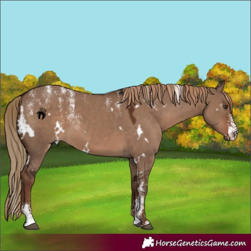 Horse Color:Powder White White Spotted Liver Red Dun