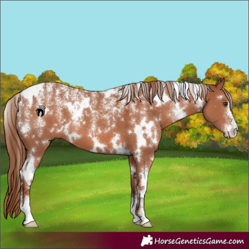 Horse Color:Powder White White Spotted Chestnut 