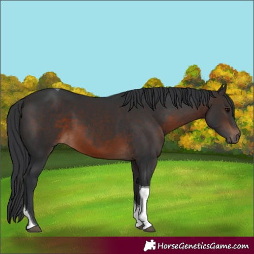Horse Color:White Spotted Brown Tobiano