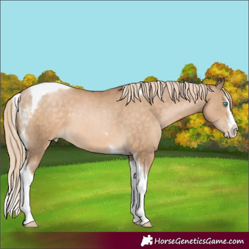 Horse Color:Chocolate Palomino Pearl Splash Tobiano