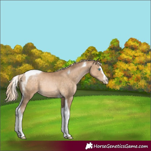 Horse Color:Chocolate Palomino Pearl Splash Tobiano