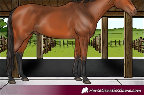 Horse Color:Bay 