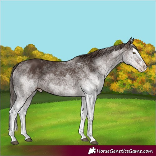 Horse Color:White Spotted Liver Chestnut Splash 