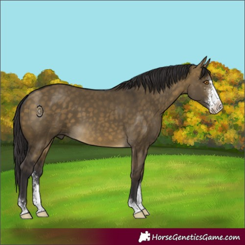 Horse Color:Buckskin Dun Sabino 