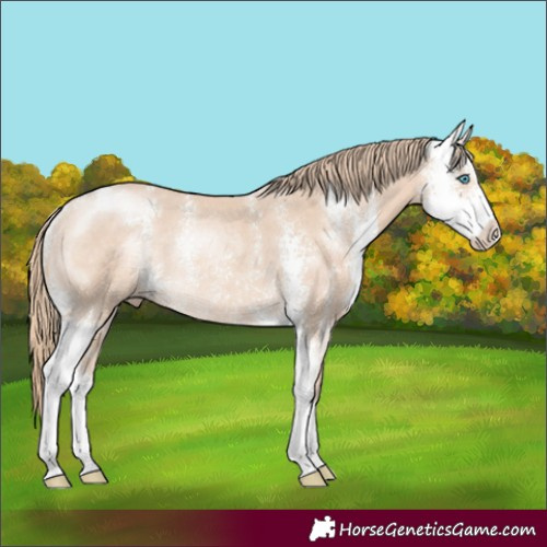 Horse Color:Perlino Sabino Rabicano 