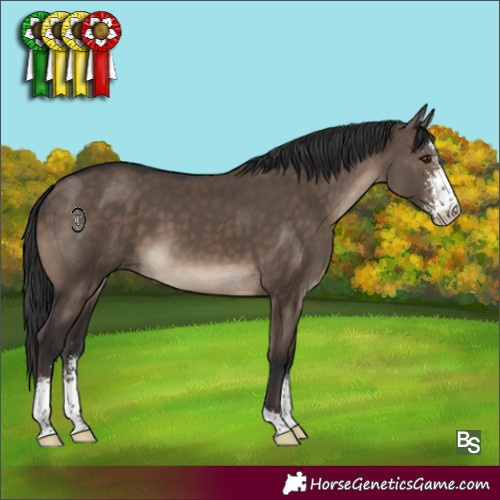 Horse Color:Brown Dun Sabino 