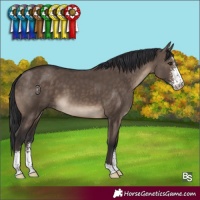 Horse Color:Brown Dun Sabino 