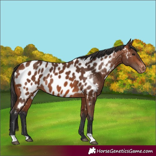 Horse Color:Bay Appaloosa