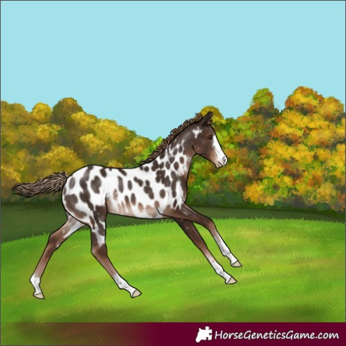Horse Color:Liver Chestnut Appaloosa Rabicano 