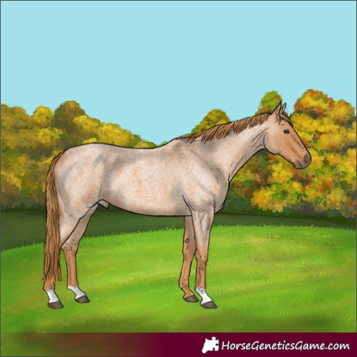 Horse Color:Red Roan 