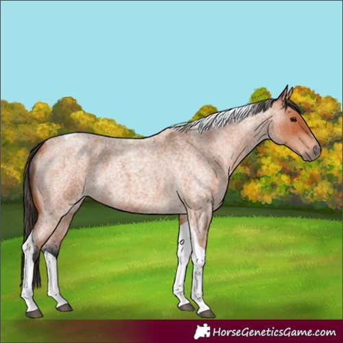 Horse Color:Bay Roan Tobiano