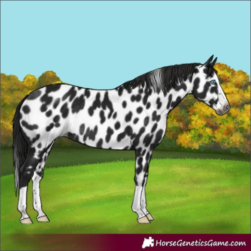 Horse Color:Gray Black Splash Appaloosa Rabicano