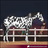 Horse Color:Gray Black Splash Near Leopard Rabicano 