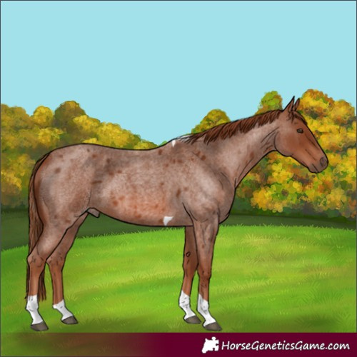 Horse Color:Red Roan Tobiano 