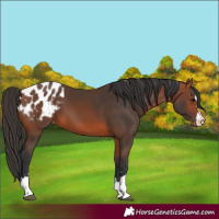Horse Color:Bay Appaloosa
