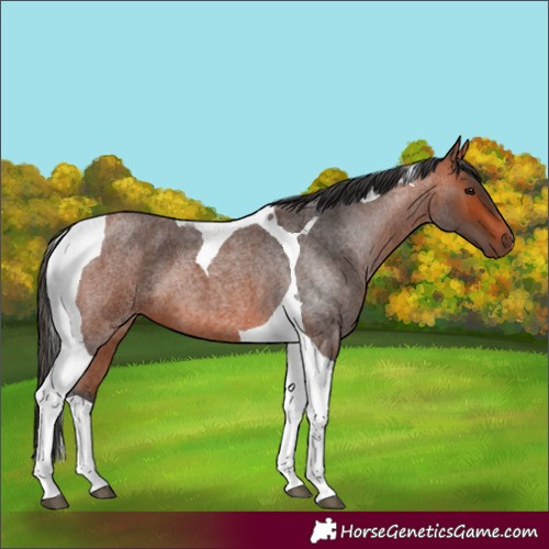 Horse Color:Bay Roan Tobiano