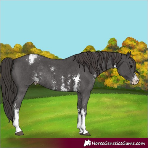 Horse Color:Smoky Black Sabino Appaloosa Rabicano