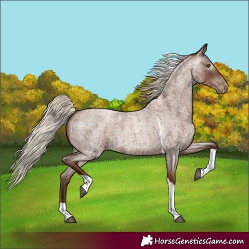 Horse Color:Gray Silver Blue Roan Pearl Tobiano 