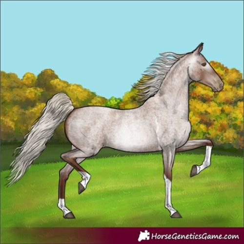 Horse Color:Gray Silver Blue Roan Pearl Tobiano