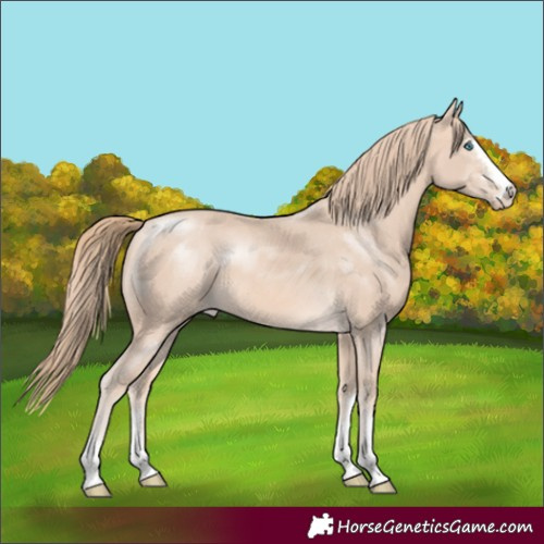 Horse Color:Perlino Rabicano 