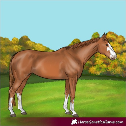 Horse Color:Chestnut 