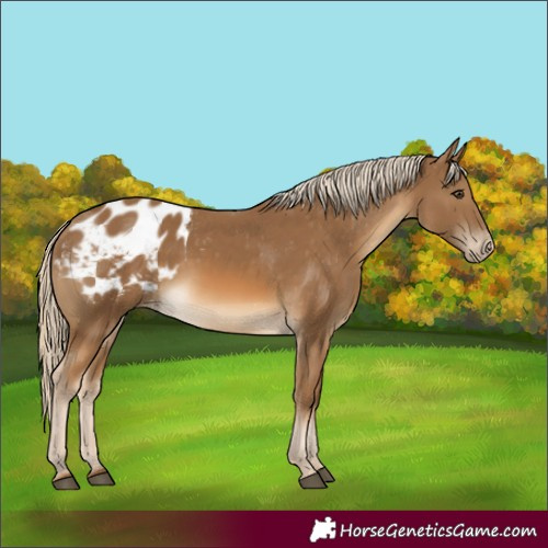 Horse Color:Chocolate Palomino Appaloosa 