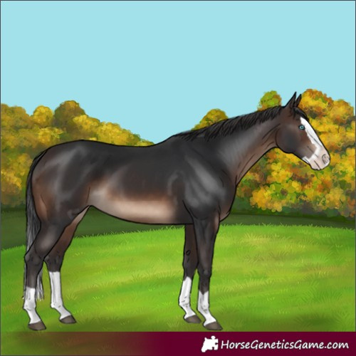Horse Color:Brown Splash 