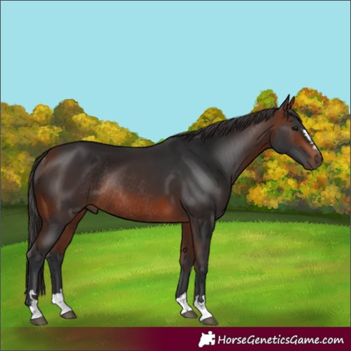 Horse Color:Bay Rabicano