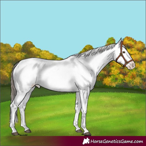 Horse Color:White Spotted Buckskin Sabino Appaloosa Rabicano
