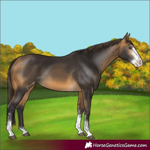 Horse Color:Buckskin Sabino Varnish
