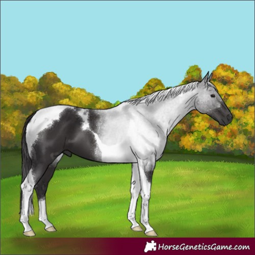 Horse Color:Smoky Black Tobiano