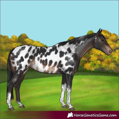 Horse Color:Brown Tobiano Appaloosa 