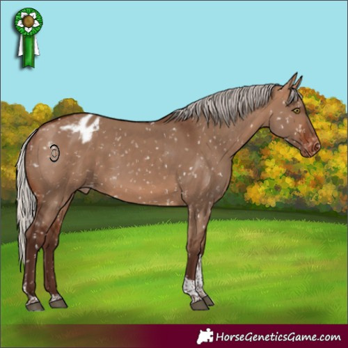 Horse Color:Silver Brown Dun Tobiano Appaloosa Rabicano 
