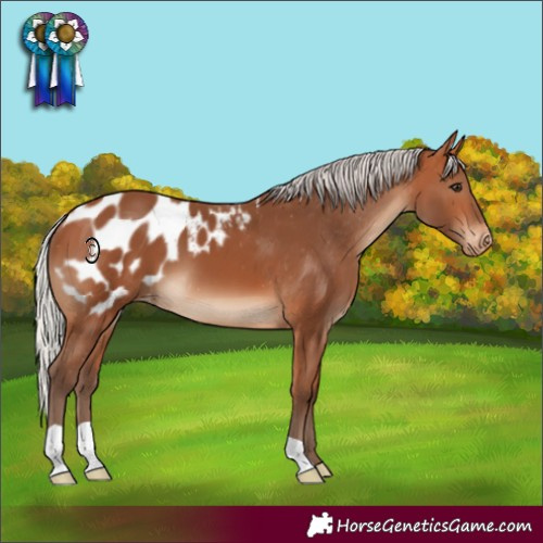 Horse Color:Silver Bay Appaloosa 