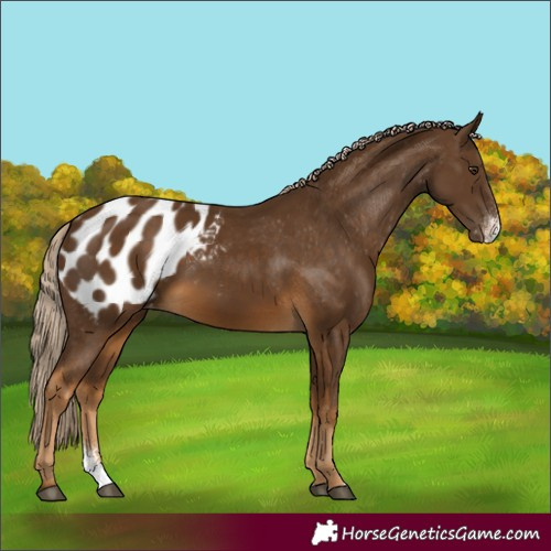 Horse Color:Chocolate Palomino Sabino Blanket 
