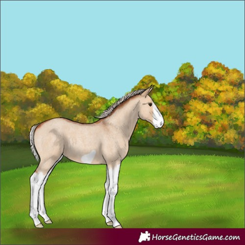 Horse Color:Silver Bay Roan Dun Splash Frame Rabicano 