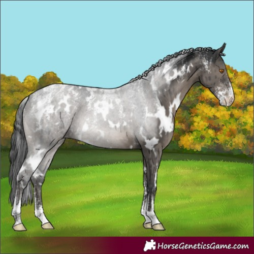 Horse Color:Powder White White Spotted Grullo Appaloosa Brindle 