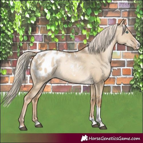 Horse Color:Liver Red Dun Sabino Tobiano Blanket Rabicano