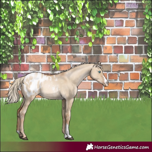 Horse Color:Liver Red Dun Sabino Tobiano Appaloosa Rabicano
