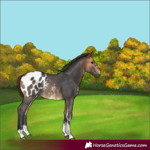 Horse Color:Buckskin Sabino Appaloosa Rabicano 
