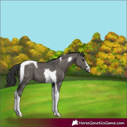Horse Color:Grullo Tobiano