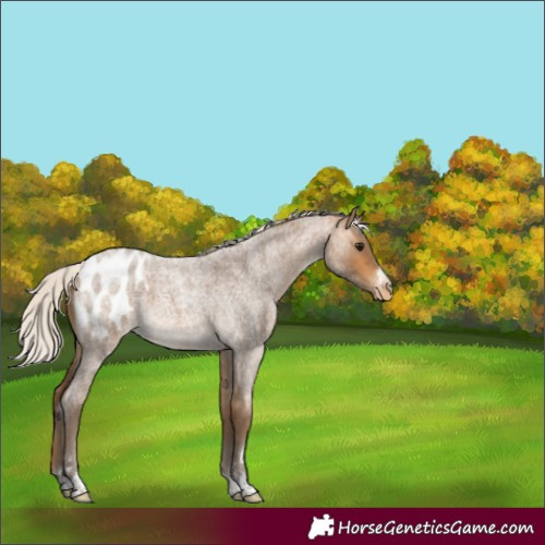 Horse Color:Silver Buckskin Roan Appaloosa 