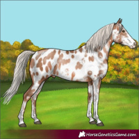 Horse Color:Silver Brown Pearl Sabino Near Leopard 
